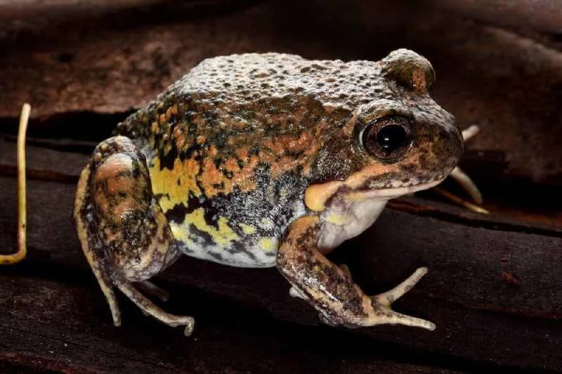 Eastern Banjo Frog, Limnodynastes dumerilii
