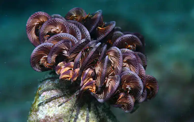 Crinoids (Feather Star/Crinoids·Overview), Crinoidea (commonly known as crinoid)