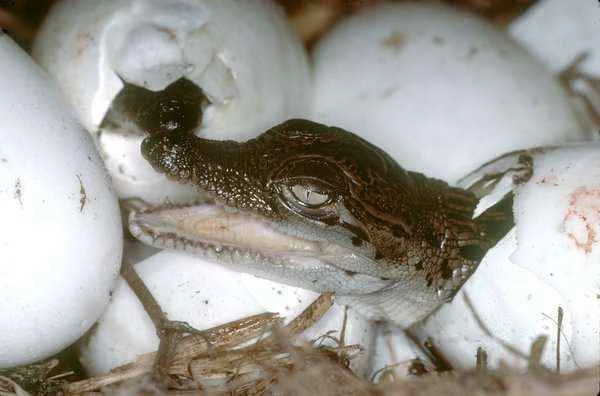 River crocodile, Crocodylus porosus