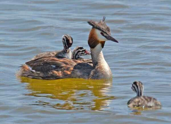 Crested Grebe [fèng tóu pì tī], Crested Grebe, Crowned Grebe, Crested Grebe, White-haired Grebe, Great Crested Grebe, Debt Grebe, White-haired Grebe, Water Old Frog, Water Donkey