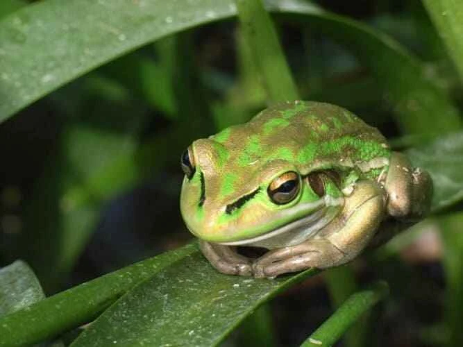 Green Bell Frog, Litoria aurea