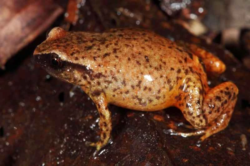 Fryi frog, Austrochaperina fryi