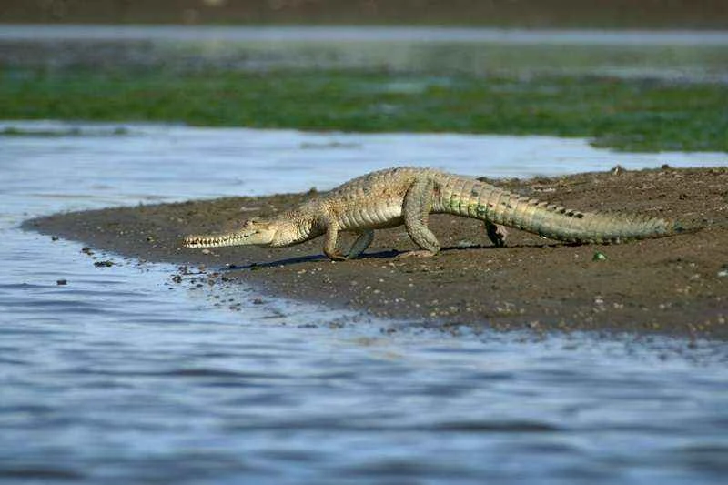 Freshwater crocodile