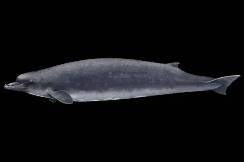 Anders' beaked whale