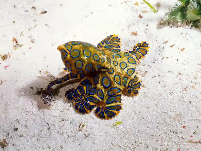 Southern blue-ringed octopus (highly venomous warning coloration)