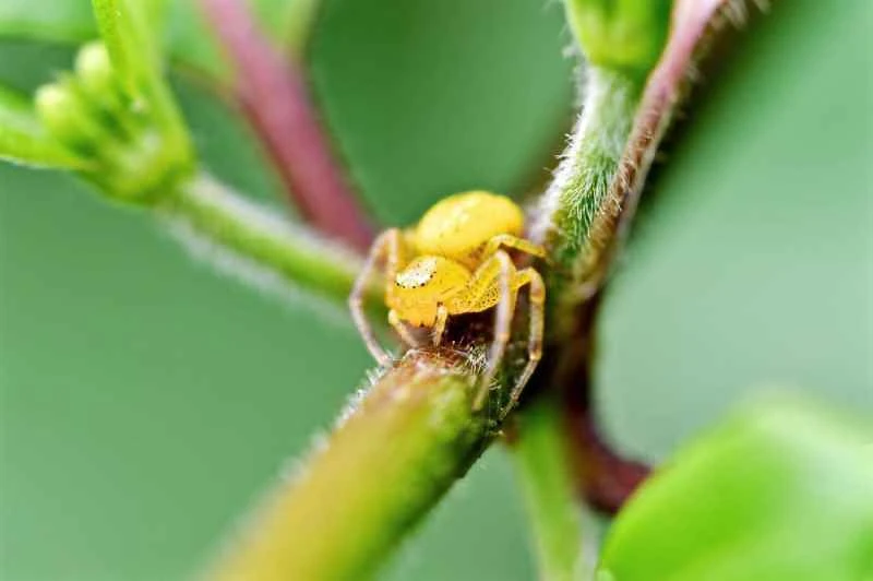 Flower spider, Thomisidae (represented by: Misumena, Thomisus, etc.)
