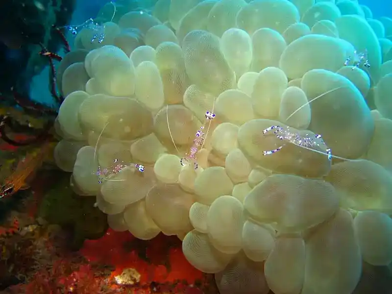 Philippine anemone shrimp (Vir philippinensis)