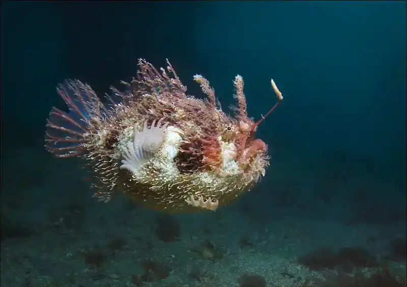 Japanese angler/ yellow angler, Lophius litulon