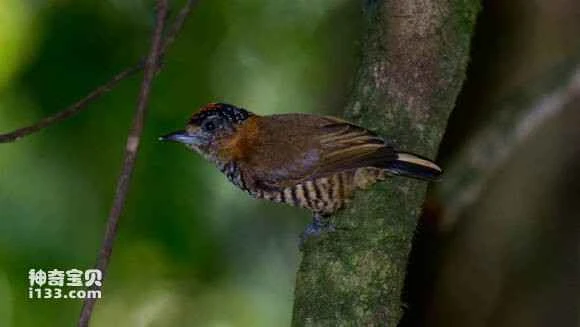 2023070915521798.jpg 6762d613c8fcc3ce91bf23d29945d688d53f2043_九雷图片转换器.jpg