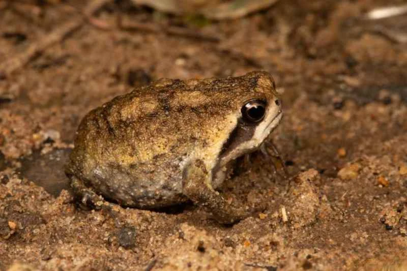 Rain Whistle Frog, Austrochaperina pluvialis