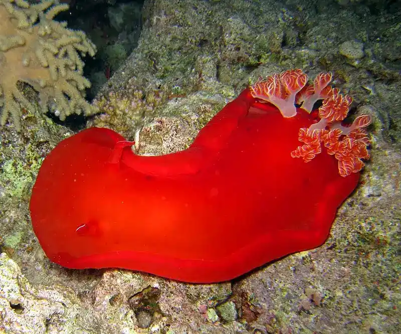 Spanish dancer sea slug