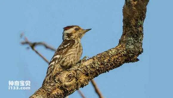 2023052874492386.jpg 8d463683b2b7d0a23aa89084c0ef76094b369a3d_九雷图片转换器.jpg