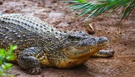 Crocodile,
