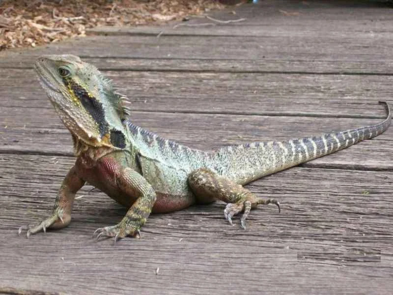 Australian water dragon, Intellagama lesueurii