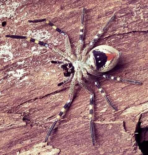 Hunter Spider