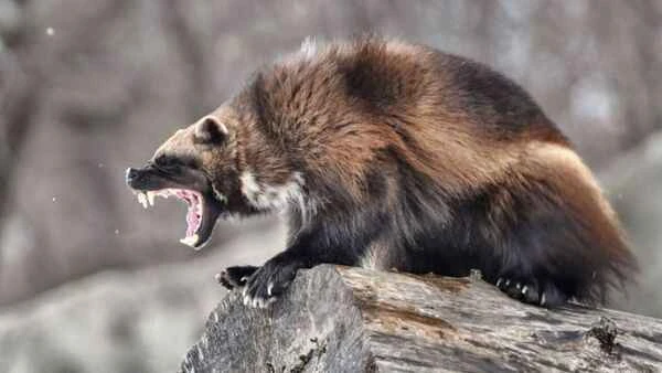 Wolverine, bully, North American honey badger