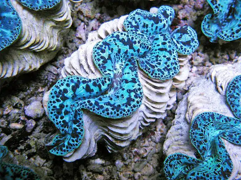 Giant Tridacna gigas