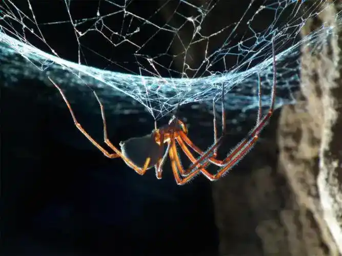Tasmanian cave spiders
