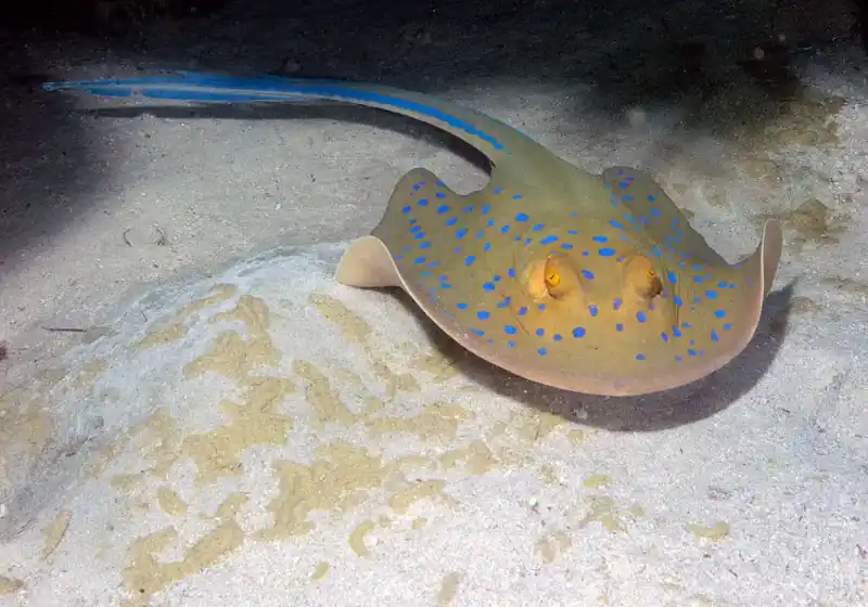 Japanese red stingray (Hemitrygon akajei｜former name Dasyatis akajei), Hemitrygon akajei (syn. Dasyatis akajei)