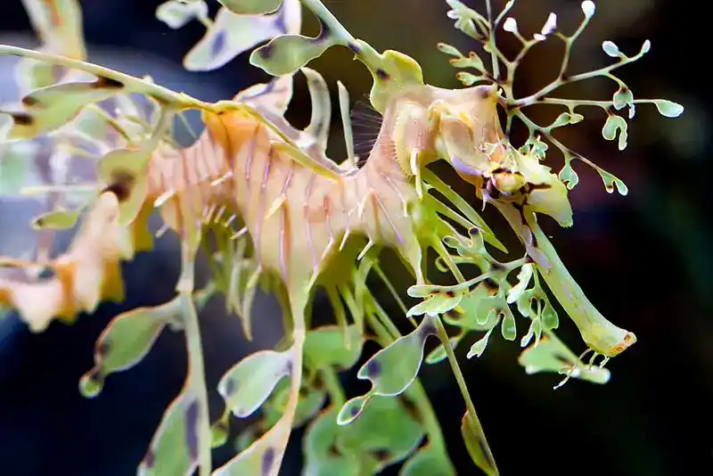 Ye Hailong, Phycodurus eques