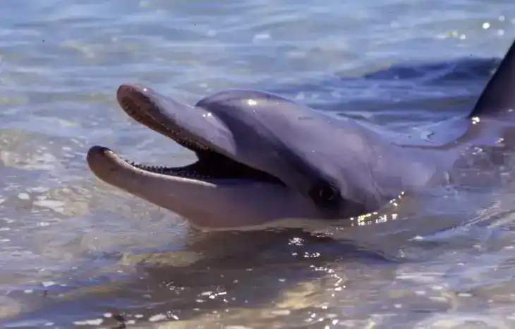 Bottlenose dolphin,Tursiops truncatus