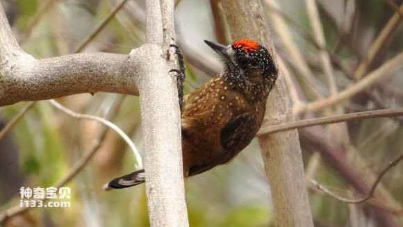 2023070980939411.jpg 8f239cdfb48f8c54f1d965ce31292df5e1fe7fb8_九雷图片转换器.jpg