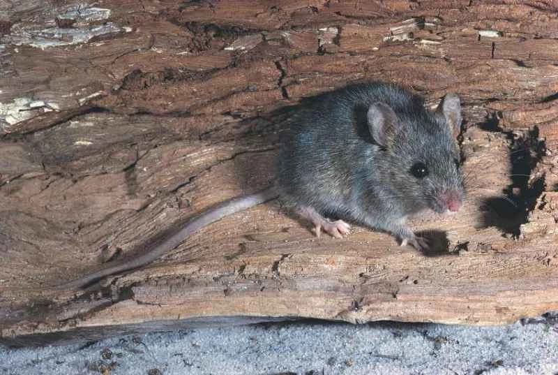 House mouse, Mus musculus