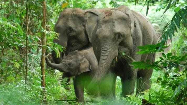 Sumatran elephant