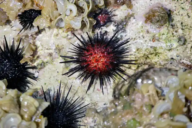 sea ​​urchin