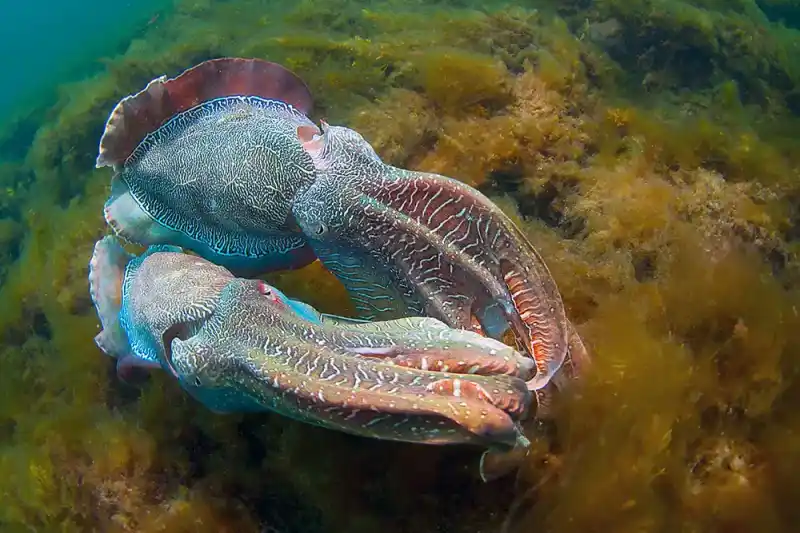 Australian giant squid