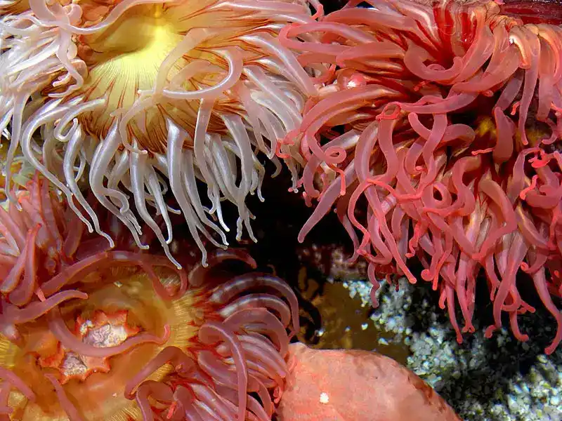 Sea anemones