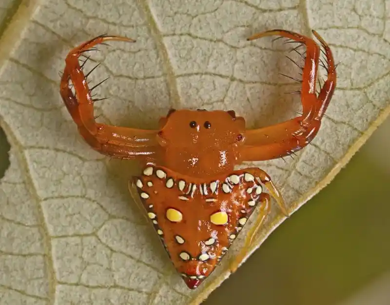 Triangular spider