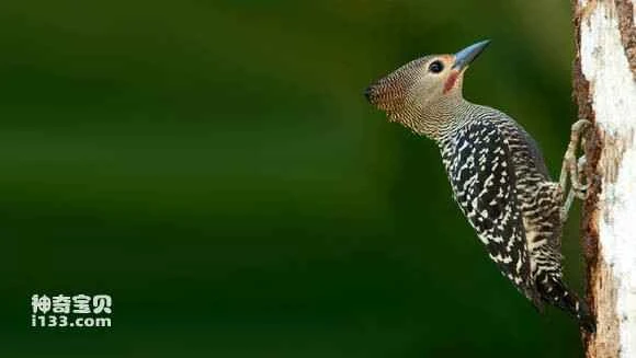 2023060313065342.jpg 227a14f50ad162d948ec85bd1adfa9ec8b13cd81_九雷图片转换器.jpg