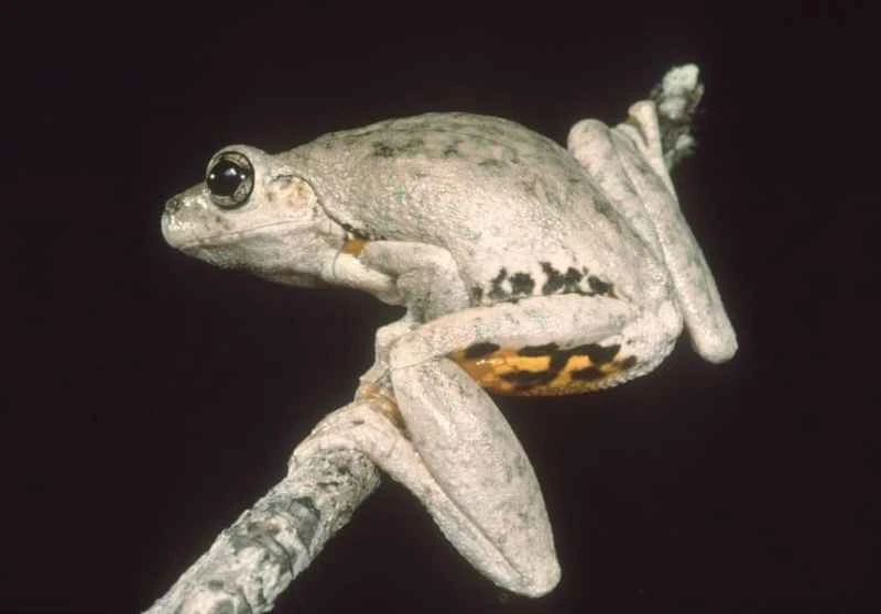 Peron's tree frog