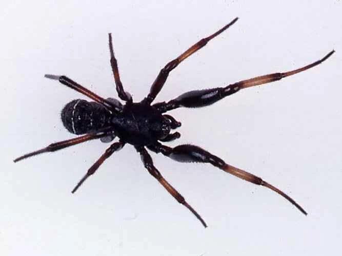 Cabinet Spider