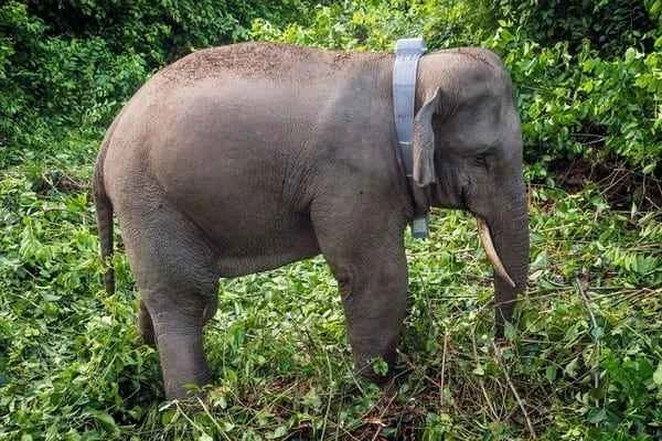 Sumatran elephant