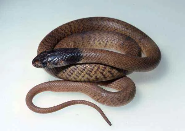 Eastern Brown Snake