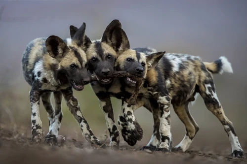 Wild dogs, stag dogs, Cape hounds, African painted dogs, variegated wolves, children of the stars