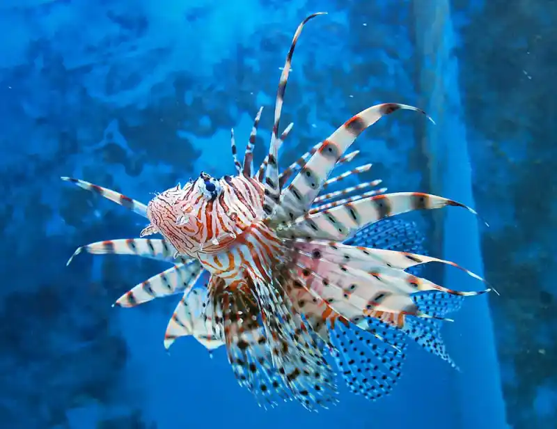 Red Lionfish