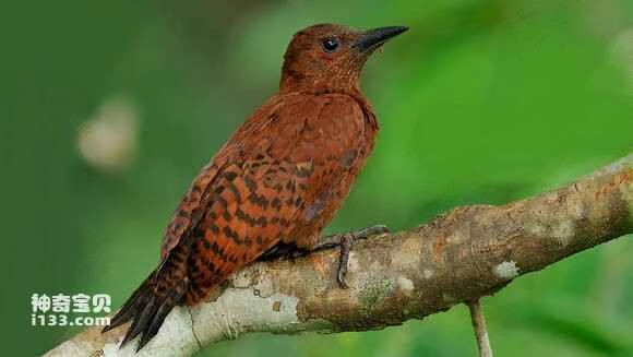 2023060312208109.jpg 9960a7fdc3cec3fdeac08ef3dd88d43f86942728_九雷图片转换器.jpg