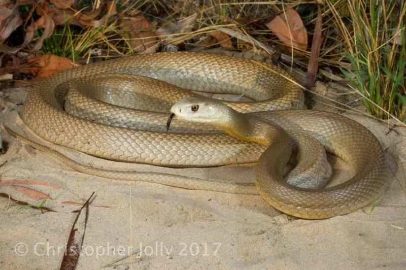 Coastal taipan