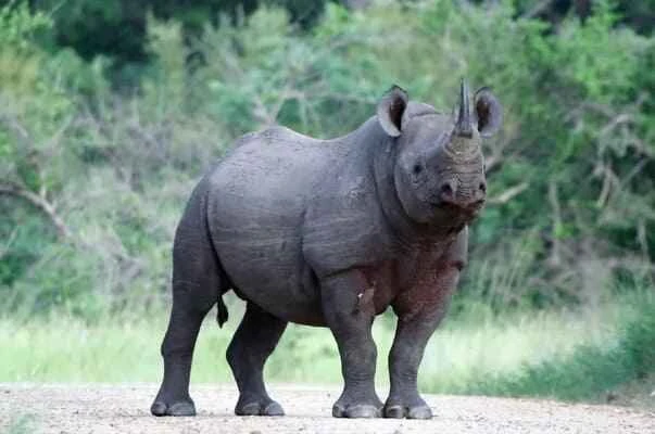 Javan rhinoceros, Rhinoceros sondaicus