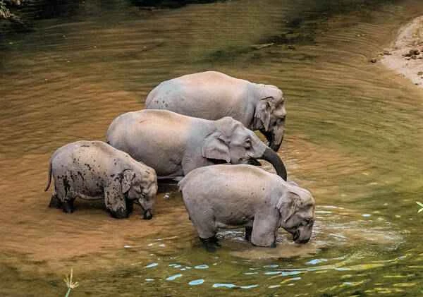 African savanna elephant, Loxodonta africana