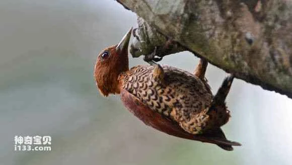 2023062254171857.jpg 42a29802918fa0ecea98e5f82d9759ee3c6ddb58_九雷图片转换器.jpg