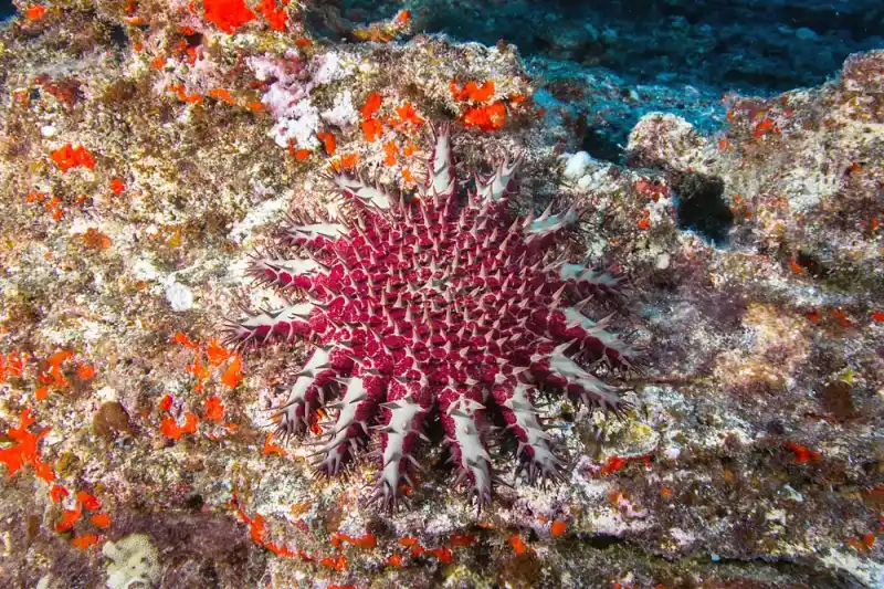 Crown of Thorns Starfish (Acanthaster planci)