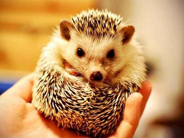 Hedgehog, spiky group, porcupine, hedgehog mouse