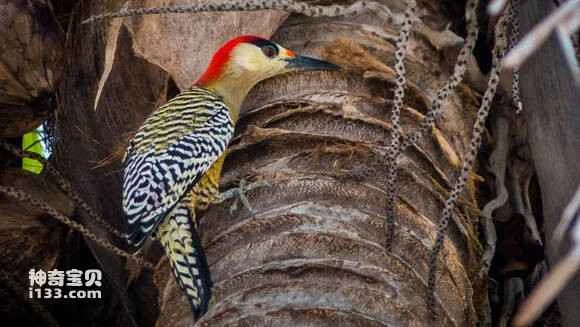 Greater Red-bellied Woodpecker, Melanerpes superciliaris, West Indian Woodpecker
