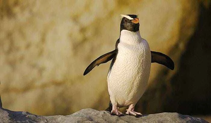 Yellow-browed Penguin (also known as Fiordland Crested Penguin, Crested Penguin, or Maori Penguin), Eudyptes pachyrhynchus