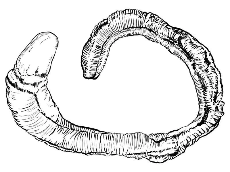 Glossobalanus mortenseni