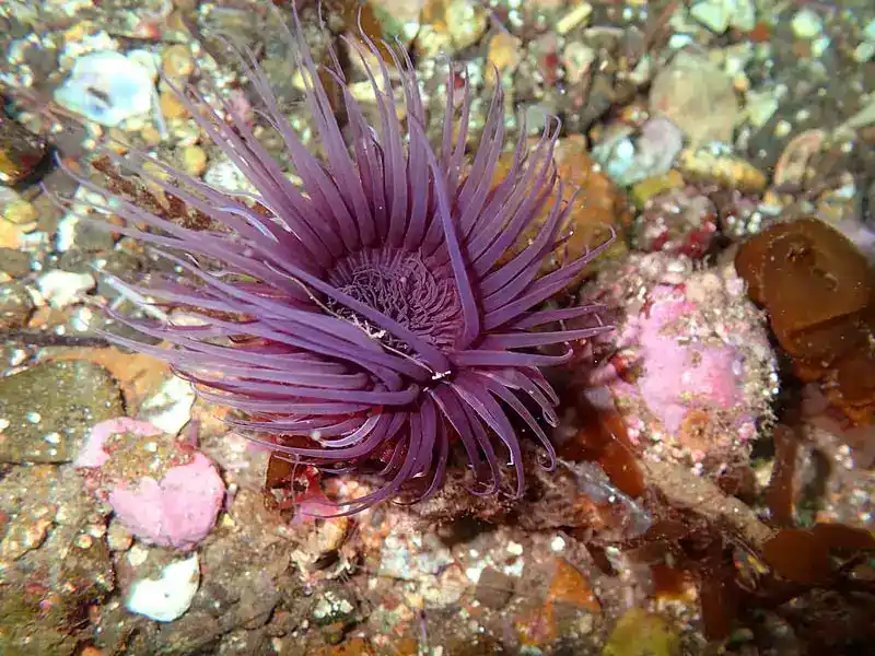 Membrane tube anemone (tube anemone)